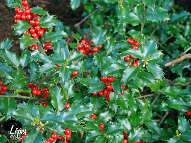 Ilex × meserveae   'Blue Princess'